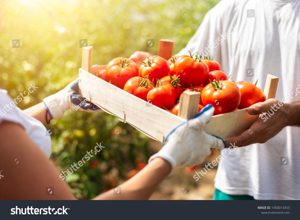 stock-photo-adult-woman-holding-a-crate-with-fresh-new-tomatoes-and-giving-to-client-closeup-1450014353